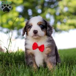Dragonfly, Mini Bernedoodle Puppy